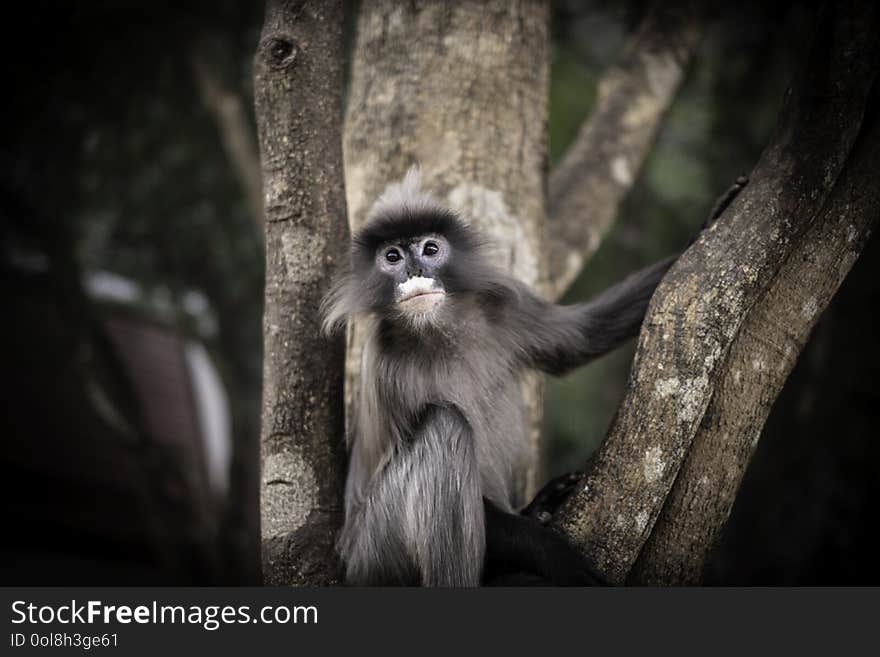 Colobinae also gray Langur long tailed monkey on the tree