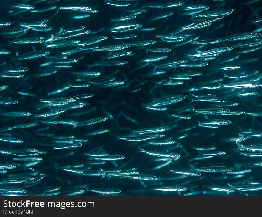 High contrast image of a school of Slender silverside, Hypoatherina barnesi, silvery blue fish against black background. Pulisan, North Sulawesi, Indonesia. High contrast image of a school of Slender silverside, Hypoatherina barnesi, silvery blue fish against black background. Pulisan, North Sulawesi, Indonesia