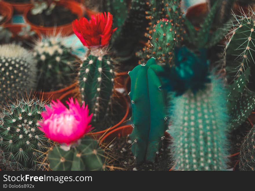 Green cactuses with bright flowers. Succulent plants.