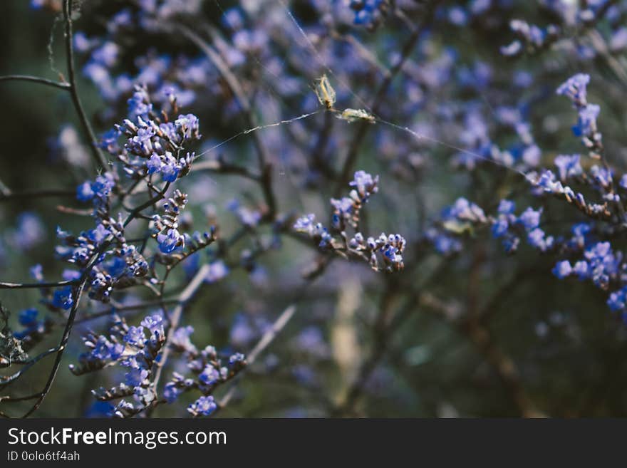 Wild herb in the field. Small purple flowers. Medicinal plant. Summer theme. Natural background.