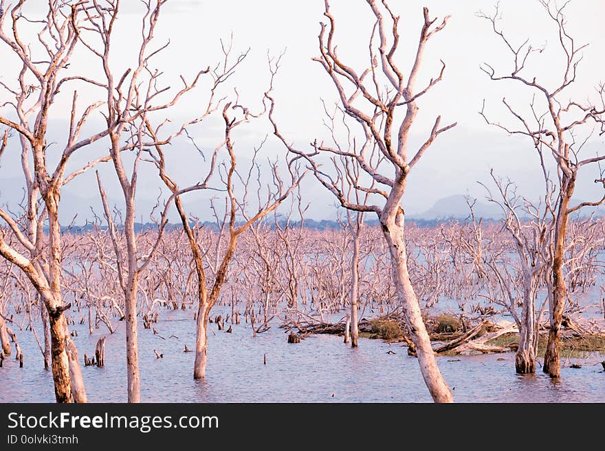 Amazing wild nature of Yala National Park in Sri Lanka. Landscape with river and drowned trees under blue sky