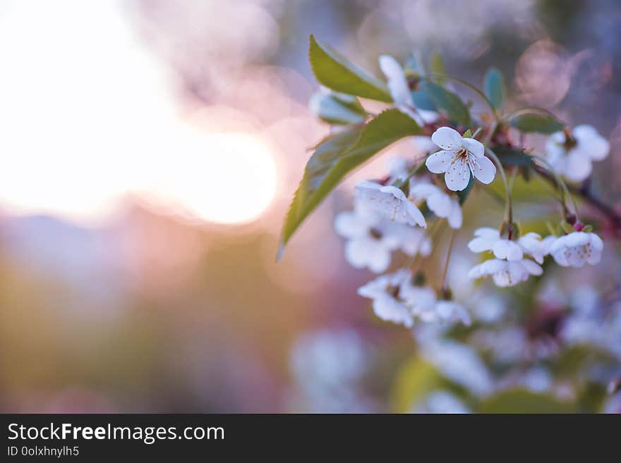 White flowers cherry tree. white flowers cherry tree. Flowers cherry tree blossomed. Honey and medicinal plants Ukraine. Flowering fruit trees. Selective focus