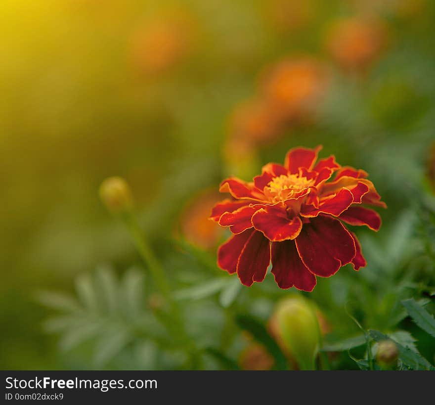 Close up of beautiful Orange yellow marigold flower, petals with gradients effect, Macro of marigold in flower bed sunny day