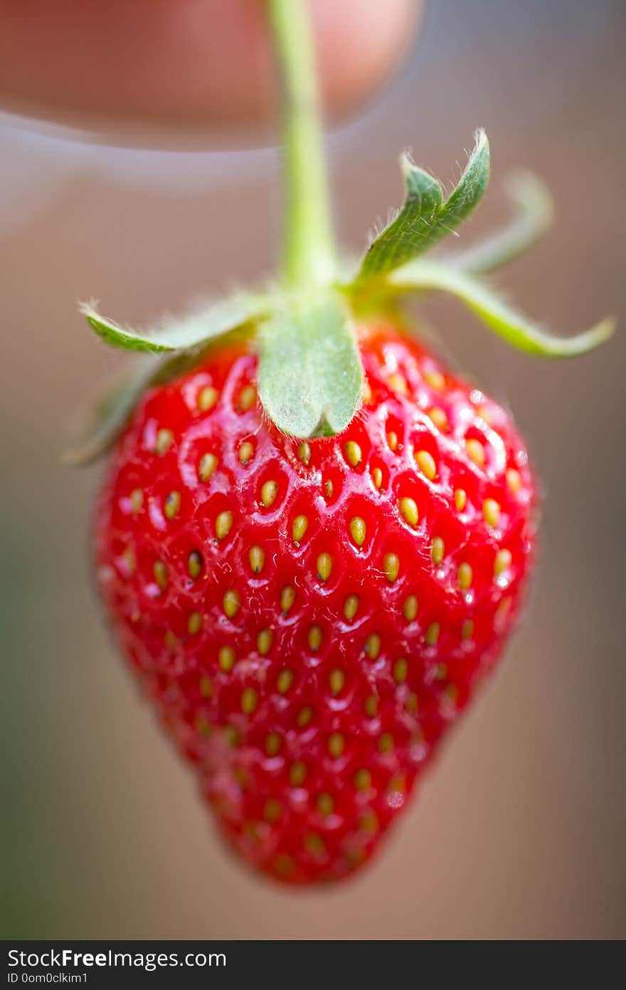 Single strawberry being held by the stem