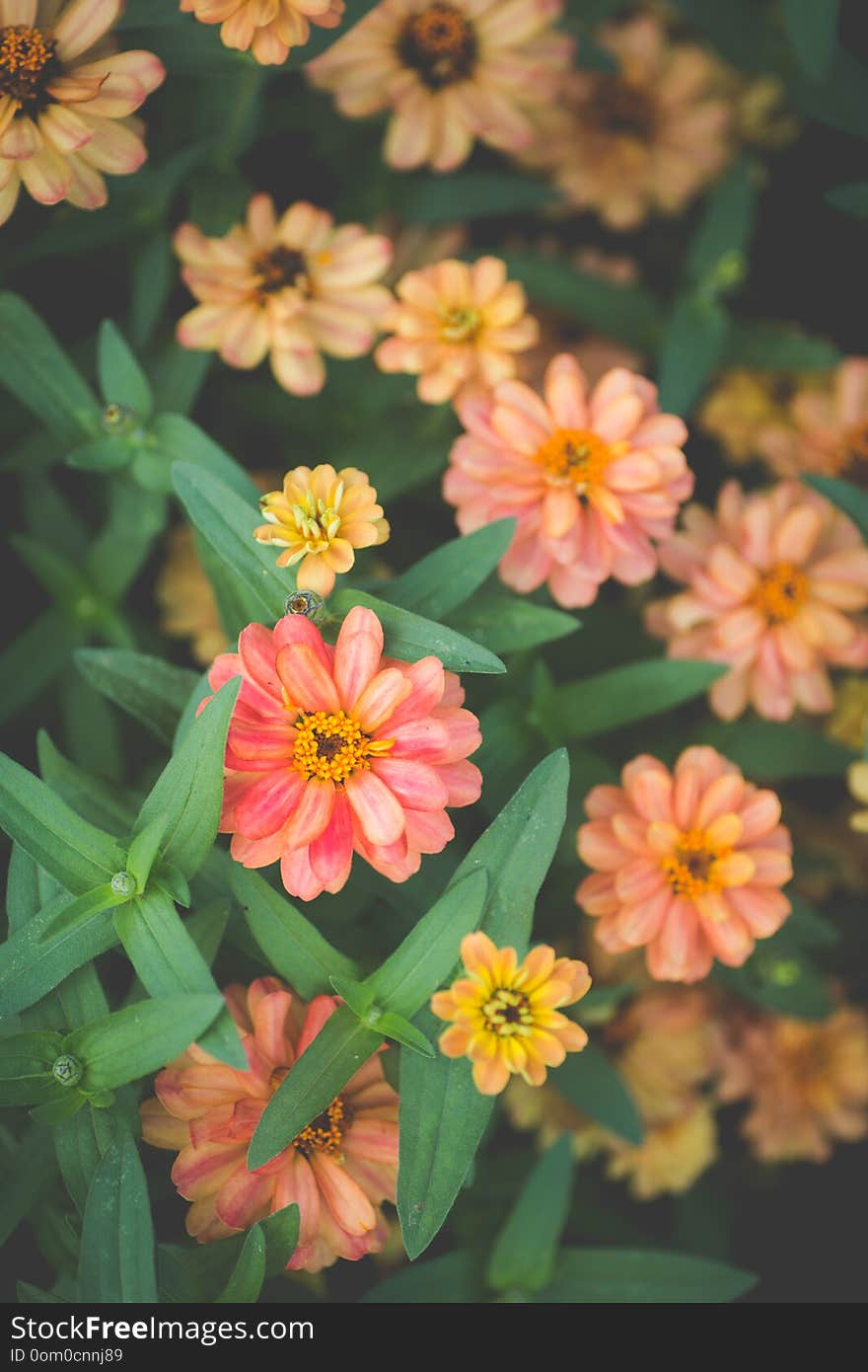 Variety of salmon colored and peach colored zinnias and their green foliage, end of summer. Variety of salmon colored and peach colored zinnias and their green foliage, end of summer