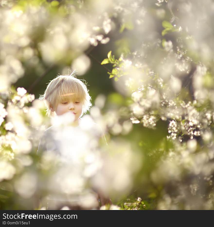 Cute little boy walking in blooming spring Park