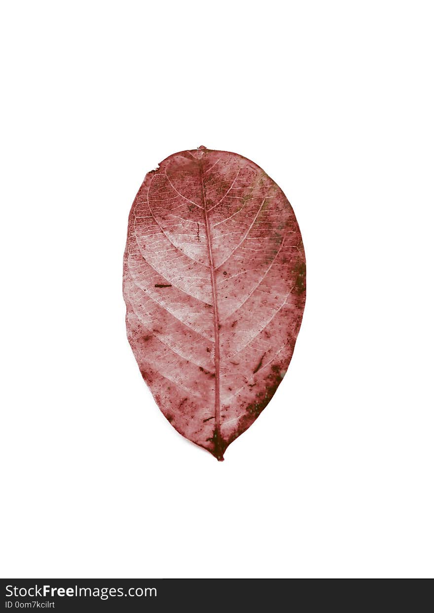 Real dry leaf,colour of jackfruit leaf isolated on white background