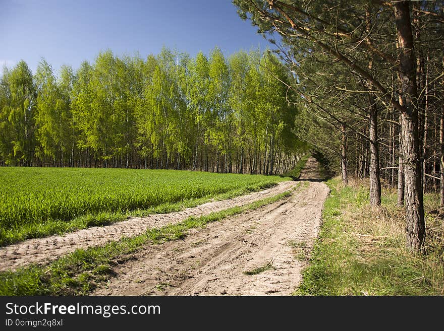 Rural Road, Green Field And Forest