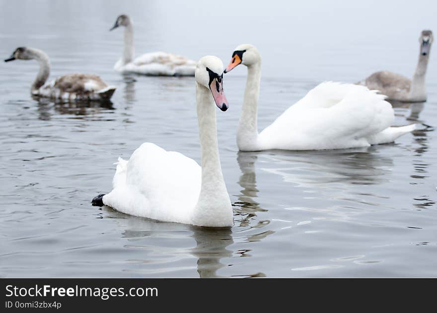 Beautiful white elegant swans bird on a foggy winter river. Wild animal photo