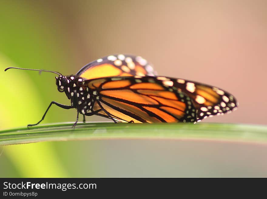 Close up of a monarch butterfly on a leaf