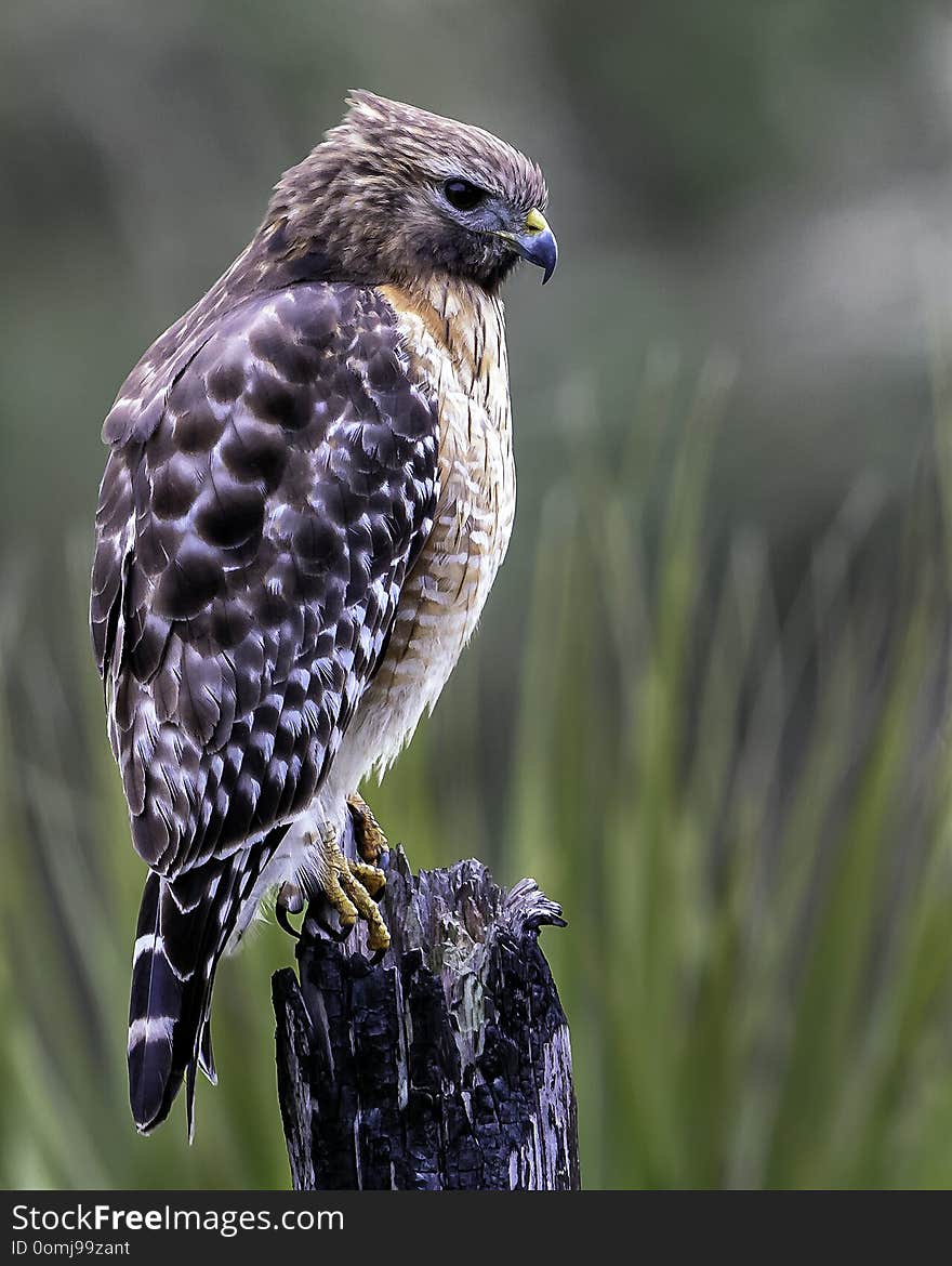 A Red-shouldered Hawk perched on a burned stump