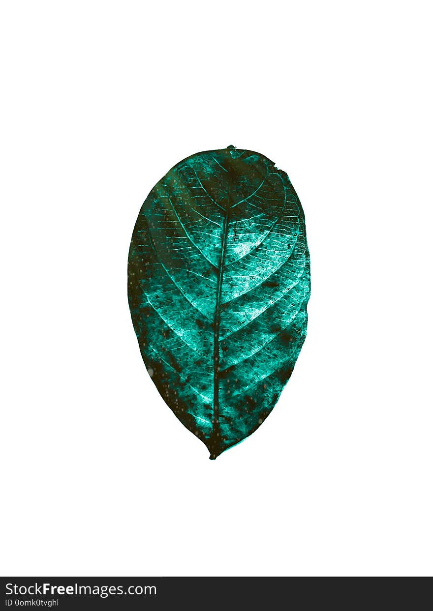 Dry leaf pattern isolated on white background made from jackfruit dry leaf. Dry leaf pattern isolated on white background made from jackfruit dry leaf