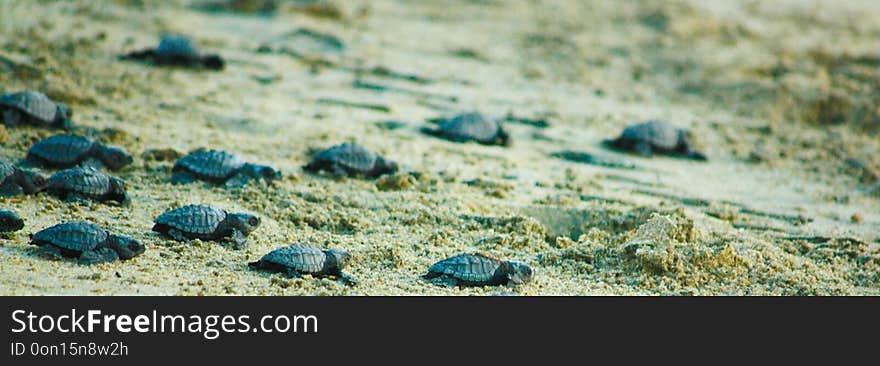 Hatchling sea turtles making their way to the ocean along the beach in hopes of avoiding pitfalls and predators with a promise of adult life. Hatchling sea turtles making their way to the ocean along the beach in hopes of avoiding pitfalls and predators with a promise of adult life.