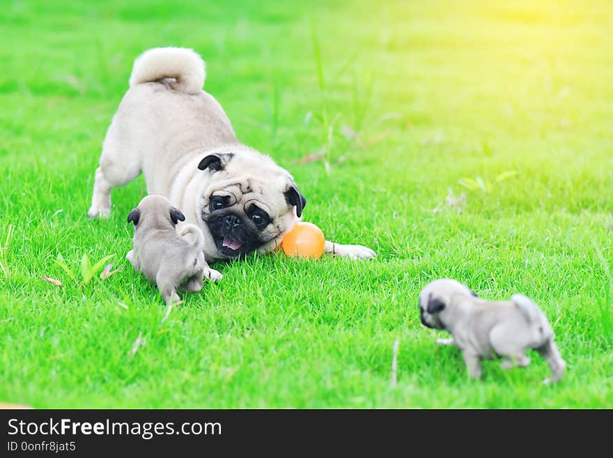 Pug family, Cute puppies brown Pug playing with their mother in green lawn. Pug family, Cute puppies brown Pug playing with their mother in green lawn