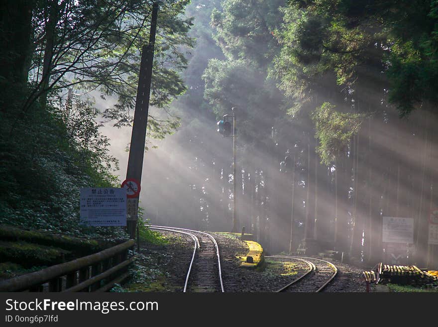 Sunlight in forest before sunset.