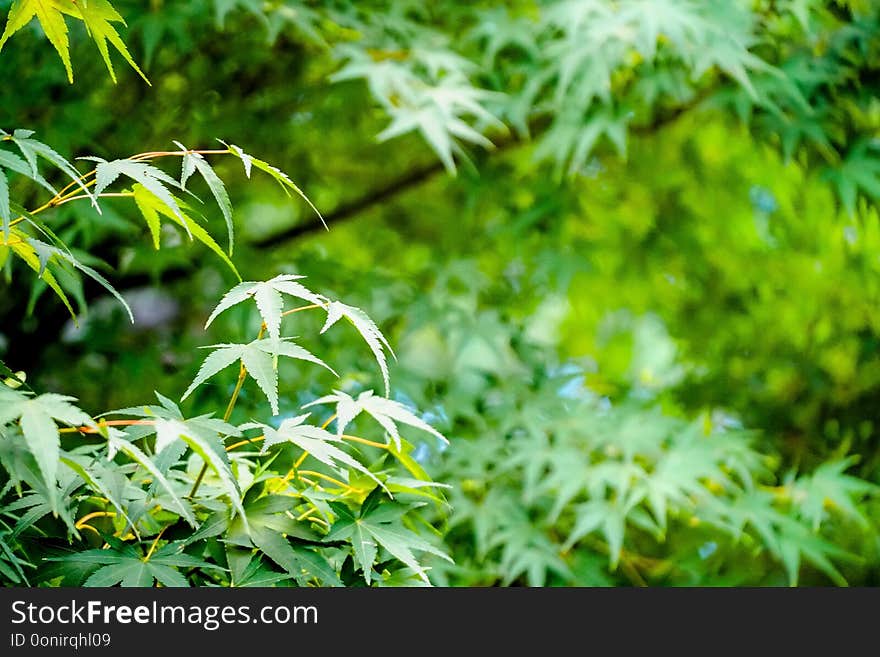 Green leaves texture background, Natural wallpaper.