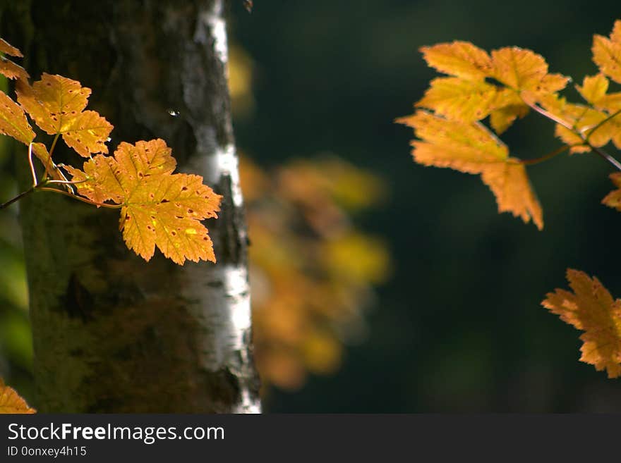 Autumn Leaves