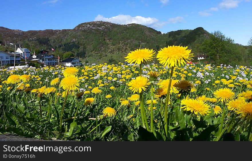 Image of dandelions and cuckoo flowers blooming in the Spring at Nyborg in Bergen, Hordaland County, Norway. Image of dandelions and cuckoo flowers blooming in the Spring at Nyborg in Bergen, Hordaland County, Norway.