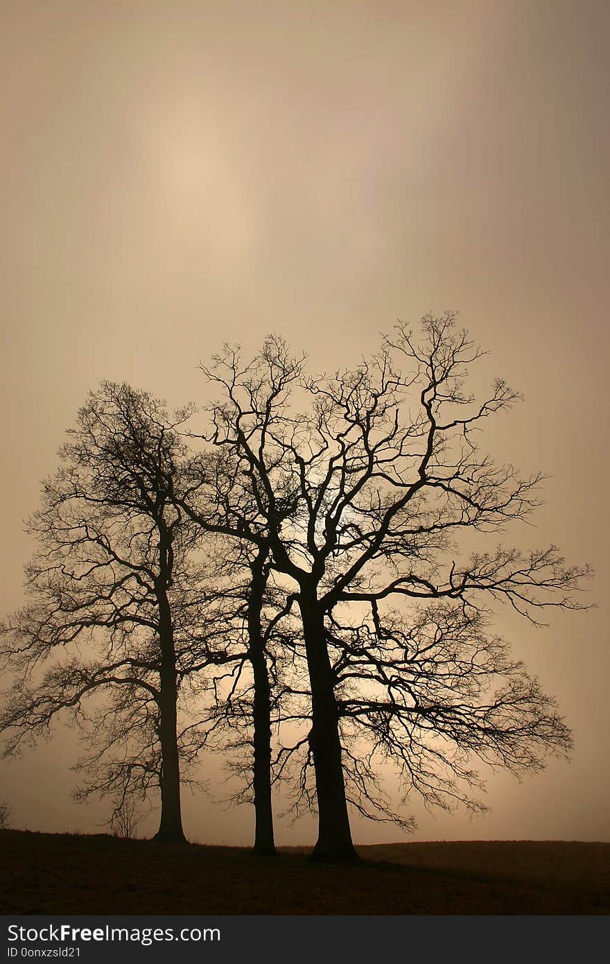 trees in Autumn in the countryside in denmark. trees in Autumn in the countryside in denmark