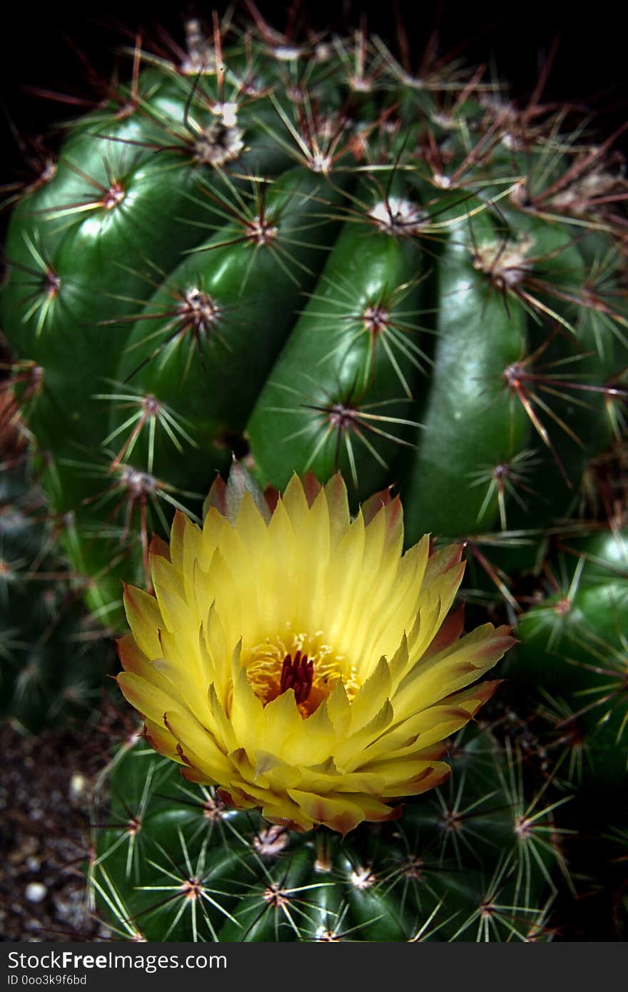 Beautiful blooming wild desert cactus flower CLOSE UP