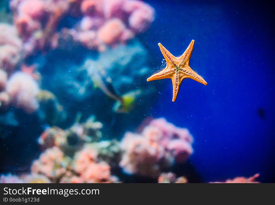 An orange starfish beautifully surrounded with a blue background. Fish can be barely seen. Coral reefs are visible aswell. An orange starfish beautifully surrounded with a blue background. Fish can be barely seen. Coral reefs are visible aswell