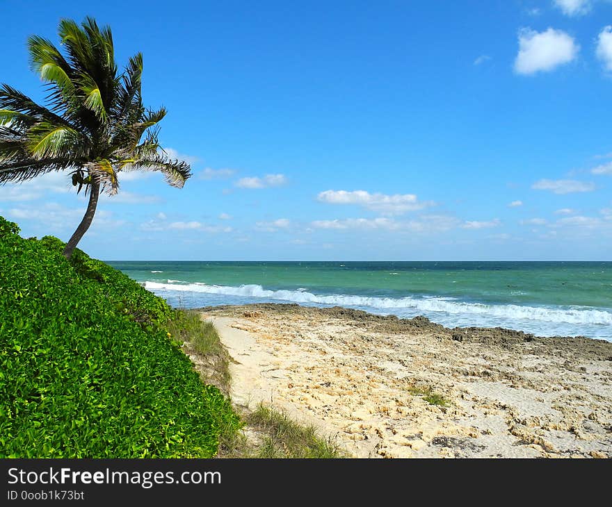 The palm trees sway under the tropical sun on a barrier reef island. The palm trees sway under the tropical sun on a barrier reef island.