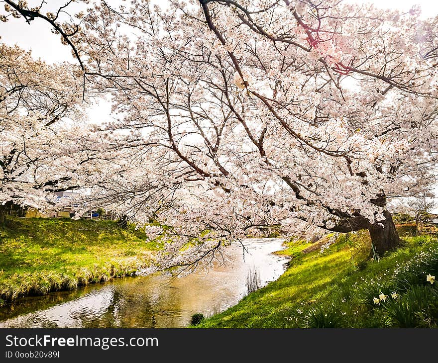 Cherry blossom flower blooming along river in Japan