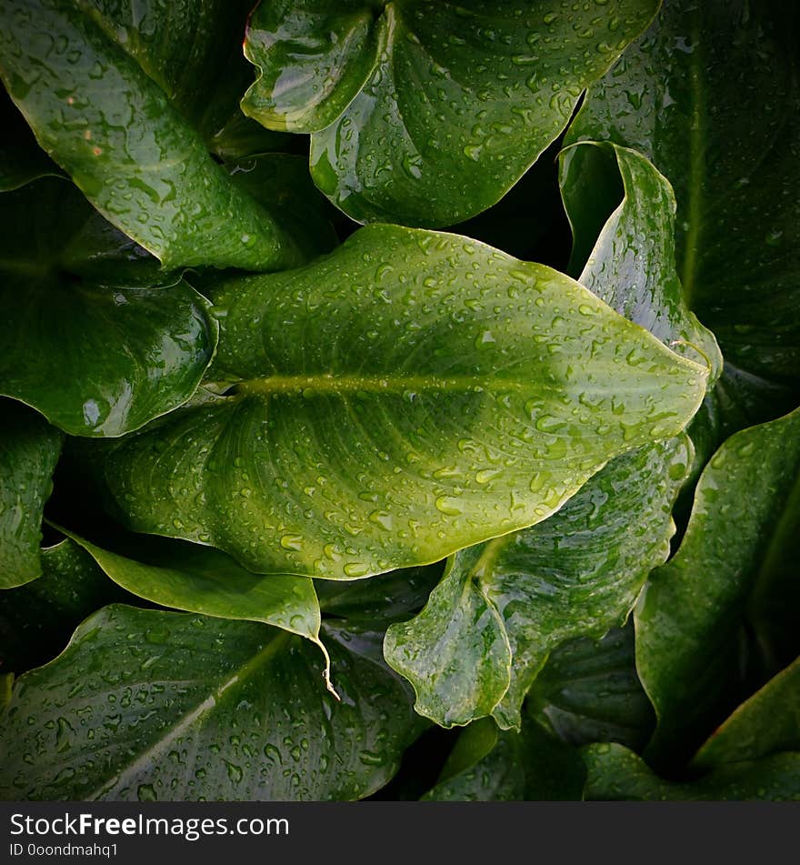 Green plant leaves texture in the garden