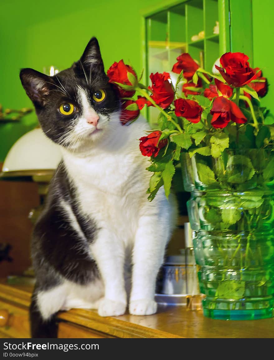 Cats also celebrate the Valentine`s Day. Cats also celebrate the Valentine`s Day