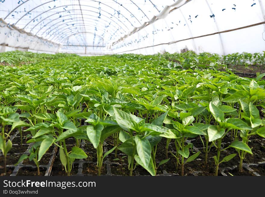 Growing sweet pepper seedlings in cassettes in a greenhouse made of polycarbonate. Growing sweet pepper seedlings in cassettes in a greenhouse made of polycarbonate