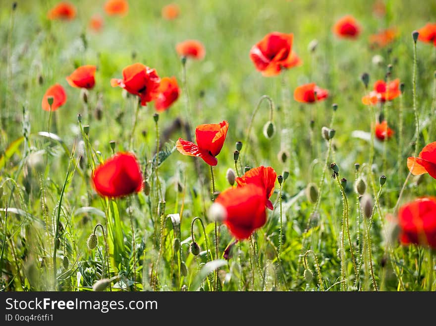 Poppies Papaver rhoeas in the wheat field. Poppies Papaver rhoeas in the wheat field