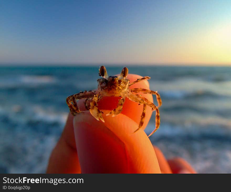 The close up baby crab and colorful background on finger