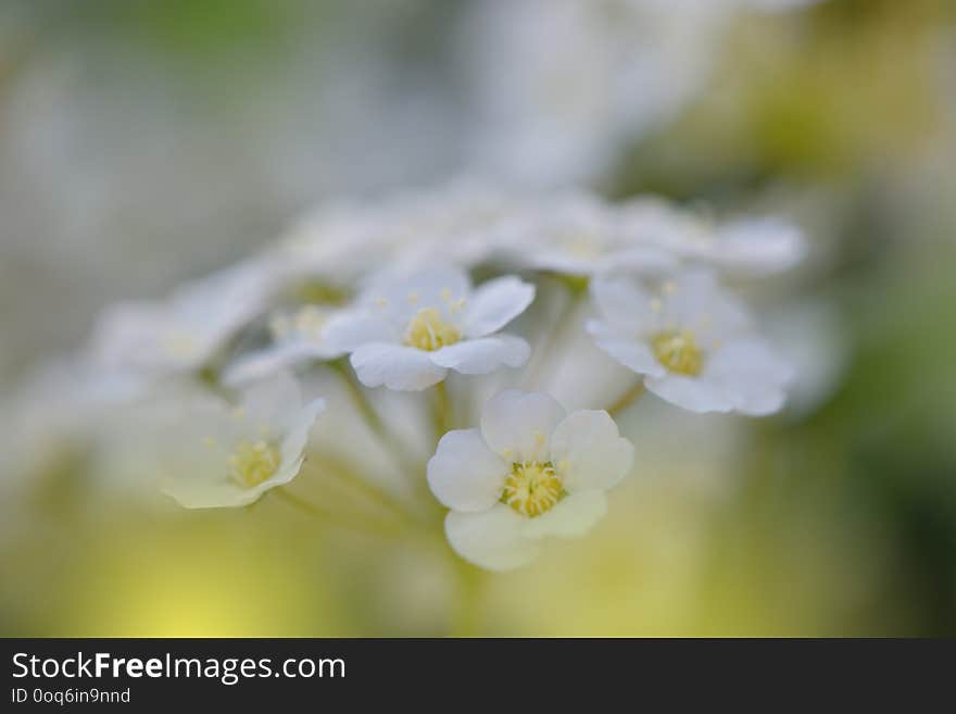 Beautiful Spring Nature Blossom.Colorful,colors.White Vintage Texture Background.Copy Space For Your Text.Art,flowers,web Banner.