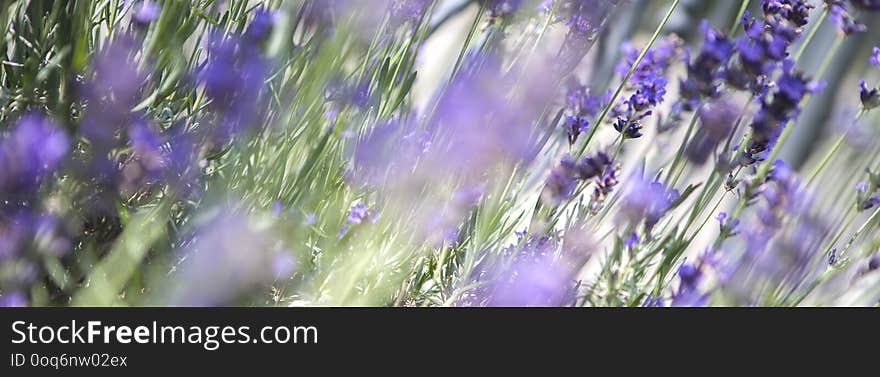 Panorama of a purple lavender field