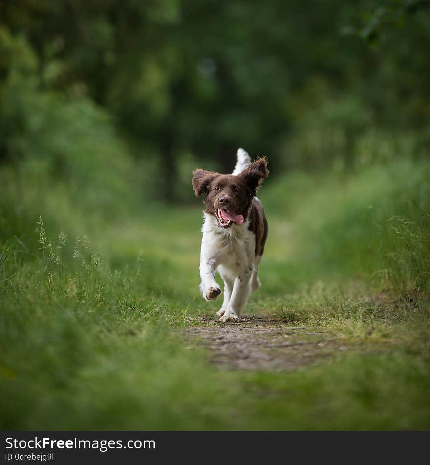 Cute dog running outdoors in a forest