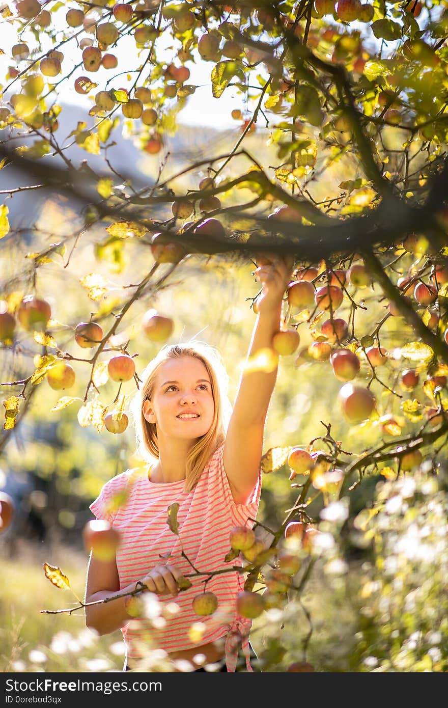 Cute girl picking apples in an orchard