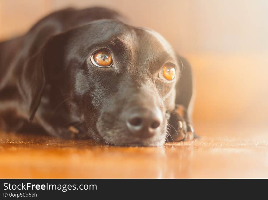 Gorgeous black dog with sad look lying down. He is in adoption or his owner has left. Sentimental, emotional and emotional dog. Gorgeous black dog with sad look lying down. He is in adoption or his owner has left. Sentimental, emotional and emotional dog