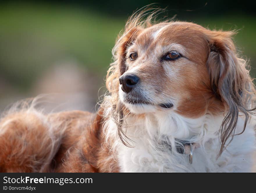 Red And White Happy Collie Sheepdog