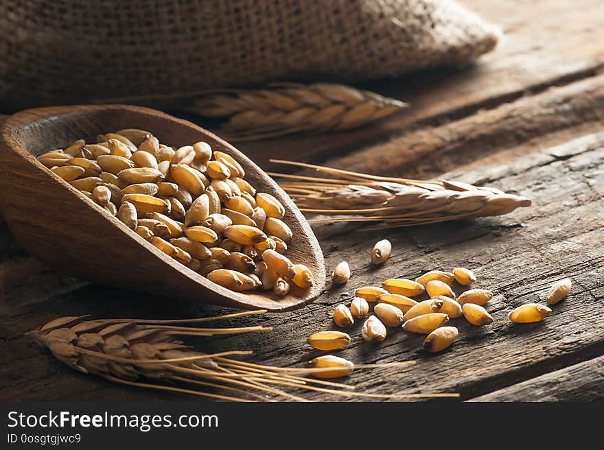 Wheat grains in wooden scoop or shovel with spikes or ears on rustic wooden background .Wheat ingredient of flour, bread. Food ingredient cereals concept