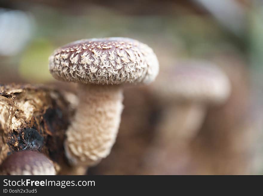 Close-up of Shiitake mushroom on sawdust cultivation bed