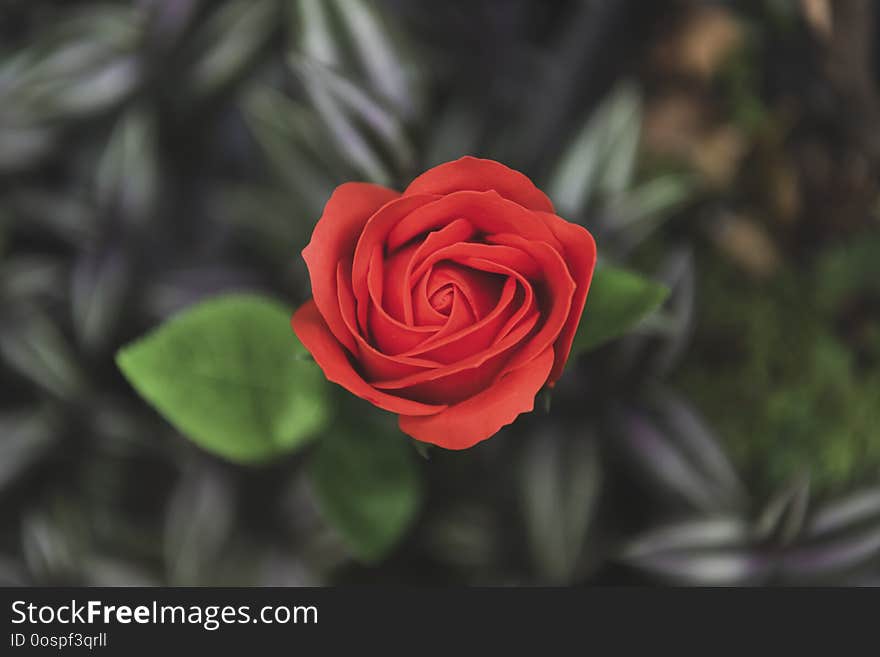 Red rose flower in nature for Valentines day anniversary.