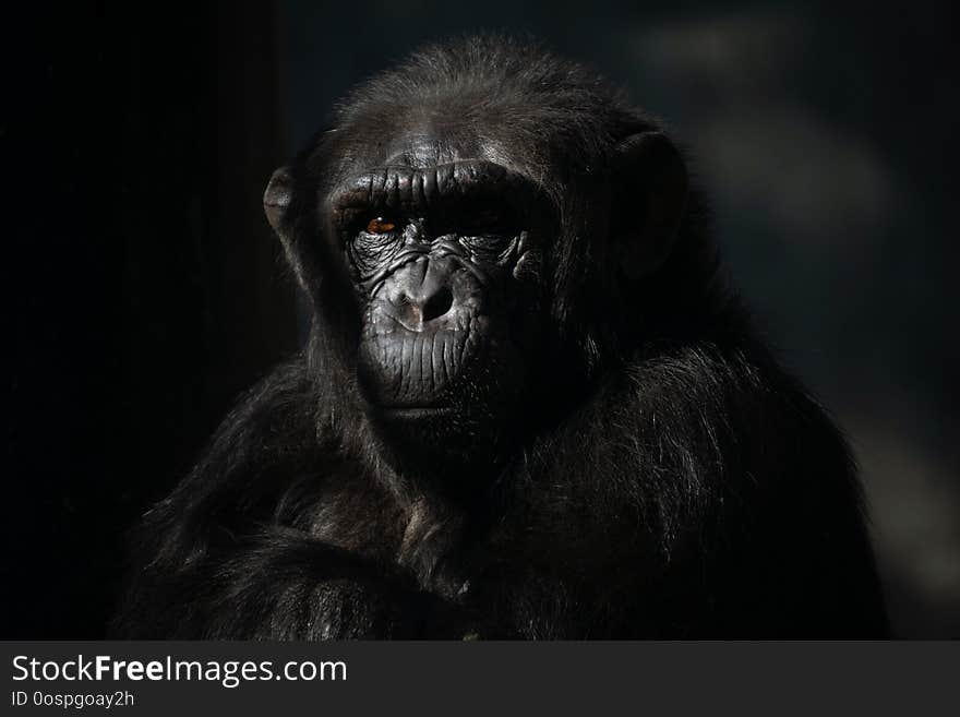 Dark portrait of a male of chimpanzee Pan troglodytes in captivity.