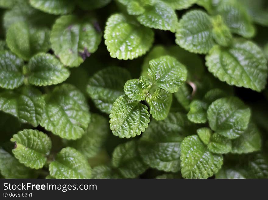 Leaves green plants background forest.