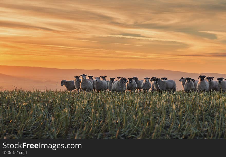 Herd of Sheep at Sunset in Shropshire