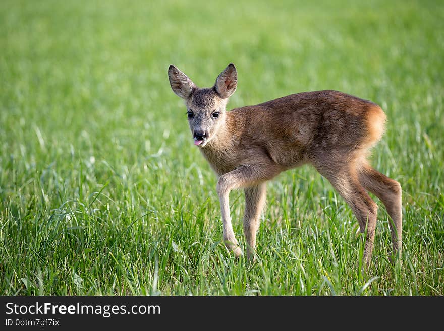 Young wild roe deer in grass, Capreolus capreolus. New born roe deer, wild spring nature
