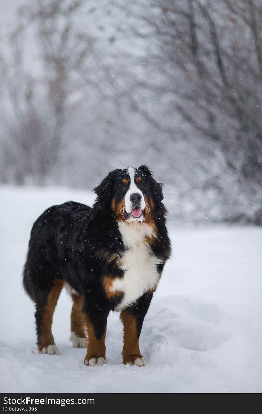 Berner Sennenhund big dog on walk in winter landscape