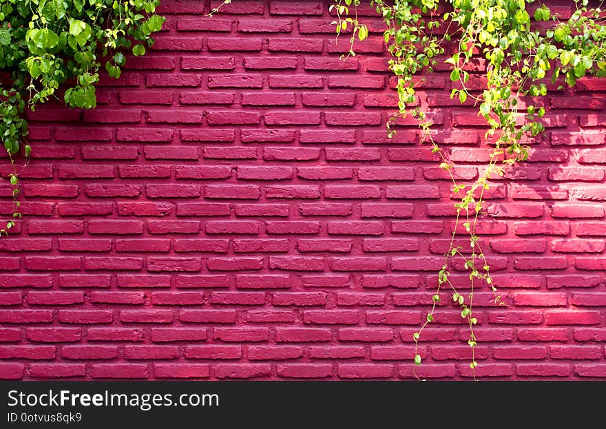 Real red brick wall pattern and a vine climb on use for exterior design or backdrop