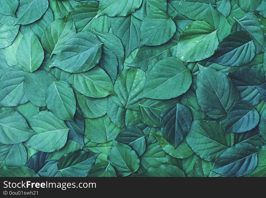 Green leaf texture pattern, beautiful nature texture background concept, copy space