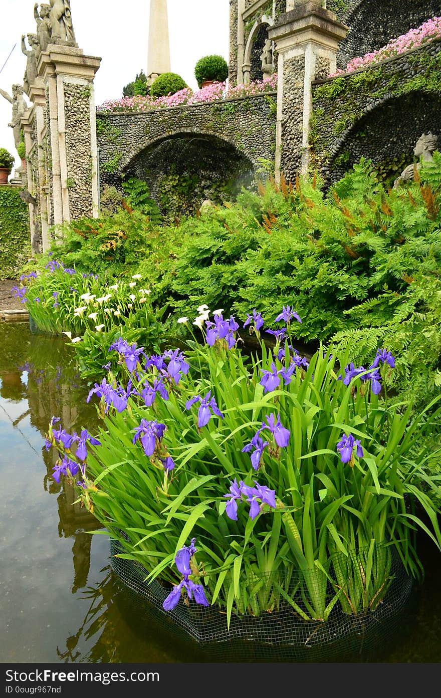 Flowers in maggiore lake italy