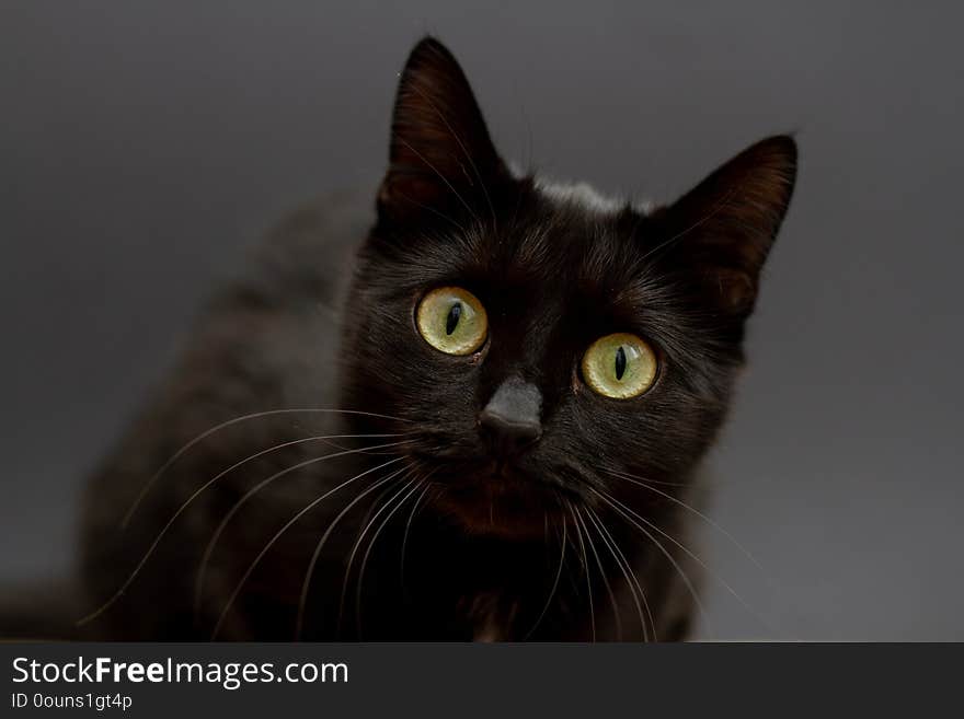 Black cat with yellow eyes on a black background